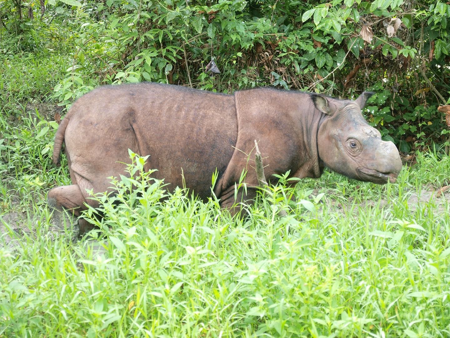 Tabin Wildlife Rhino Tam 2010.jpg