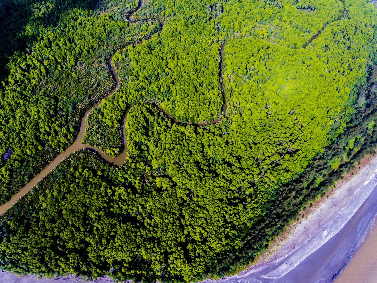 Sungai Kapur Mangrove Forest