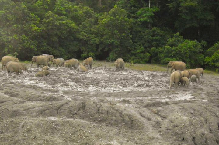 Pygmy Elephants Mud Volcano.jpg