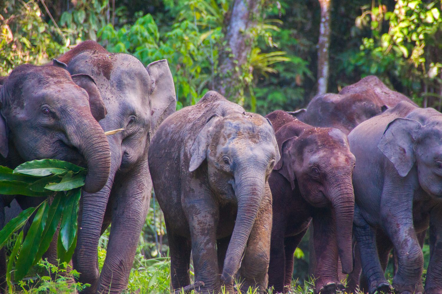 The Secret of Borneo Pygmy Elephants | Bike and Tours
