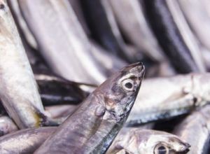 Lahad Datu Fish Market